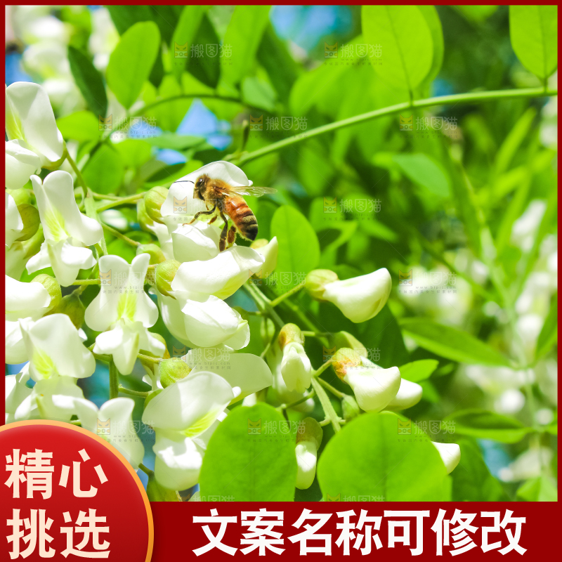 槐树槐花