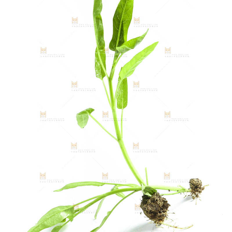 白底上放着空心菜苗