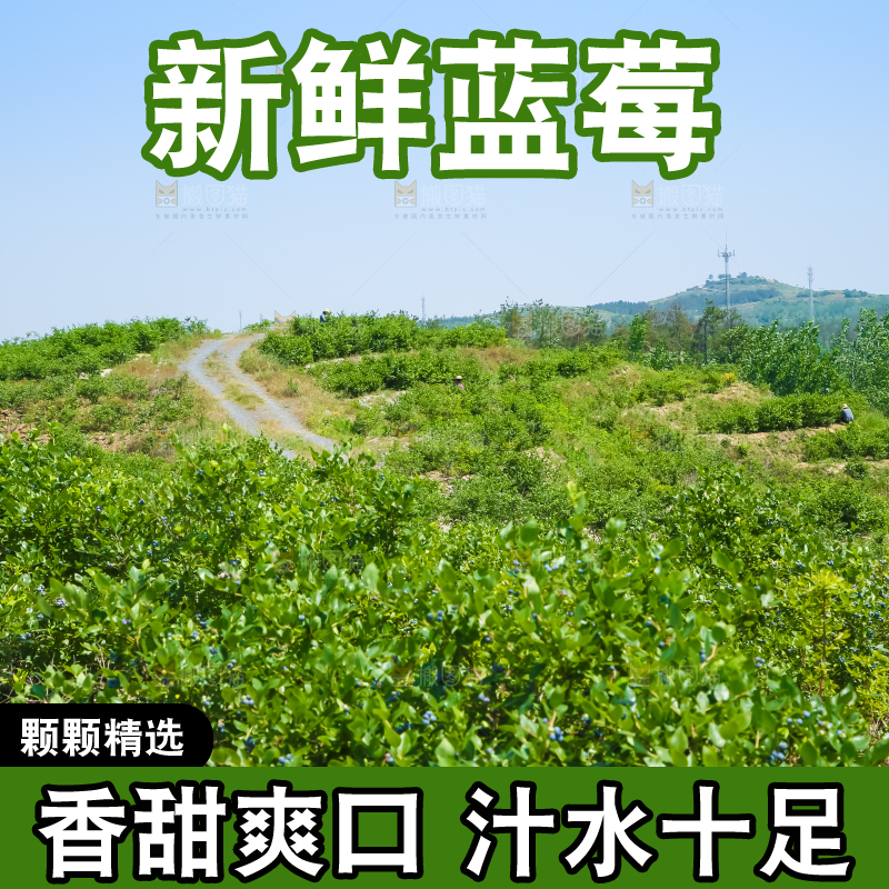 农民正在采摘蓝莓