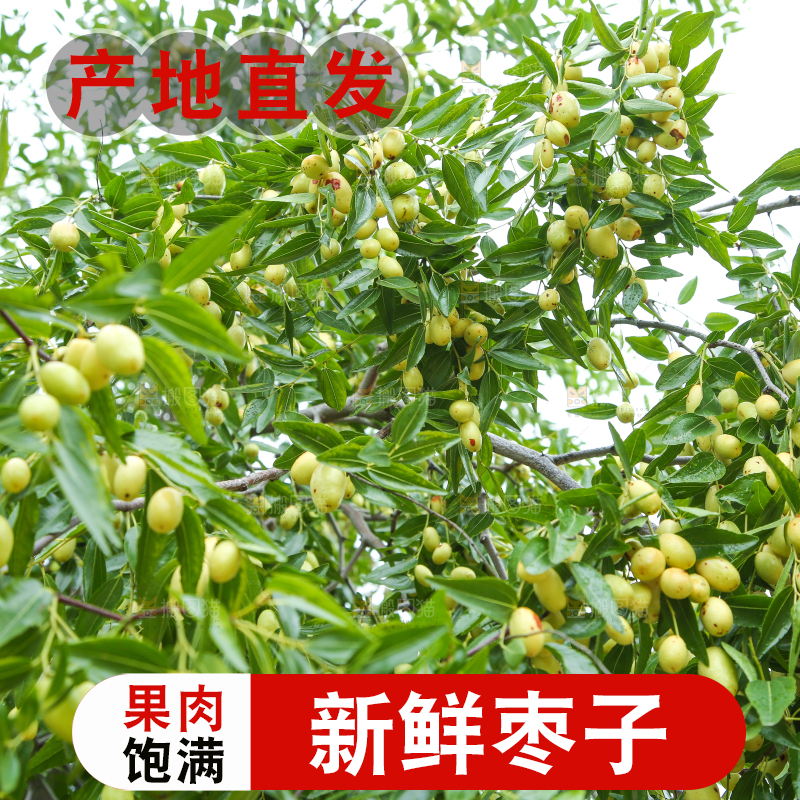 树上的枣子