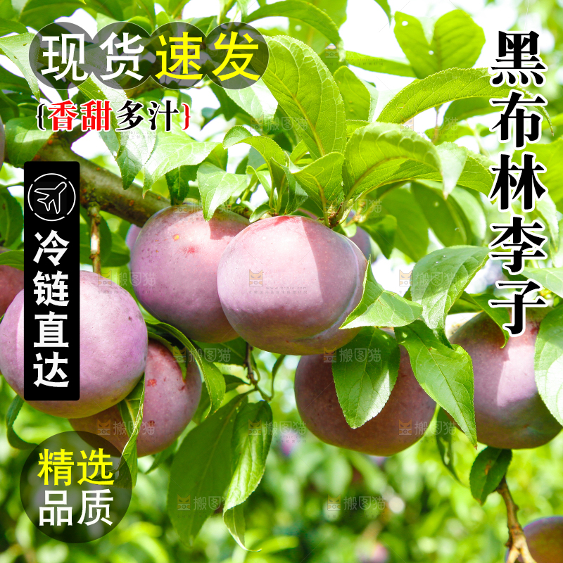 树上挂着黑布李