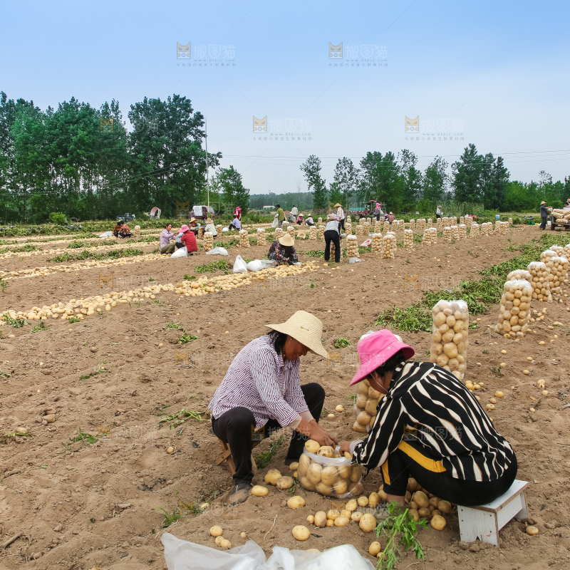 农民在收土豆