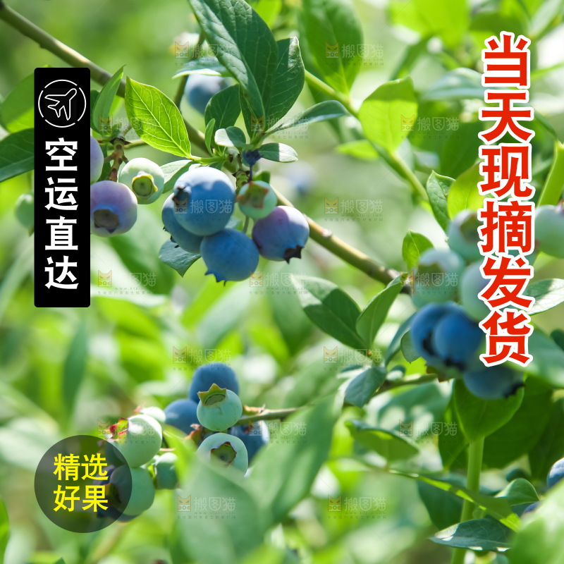 农民正在采摘蓝莓