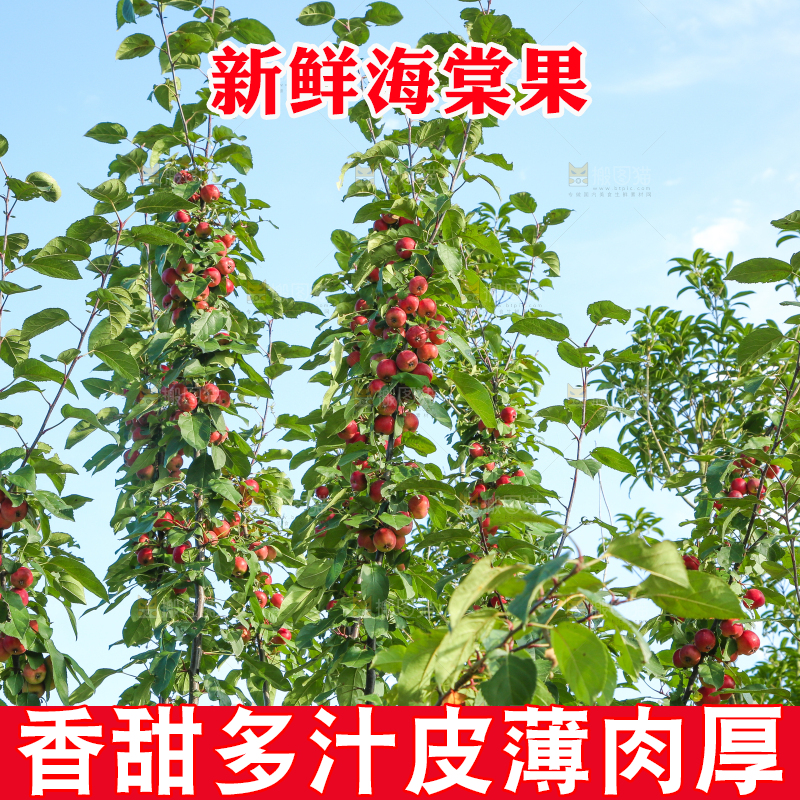 树上挂着海棠果