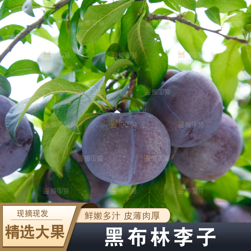 树上挂着黑布李