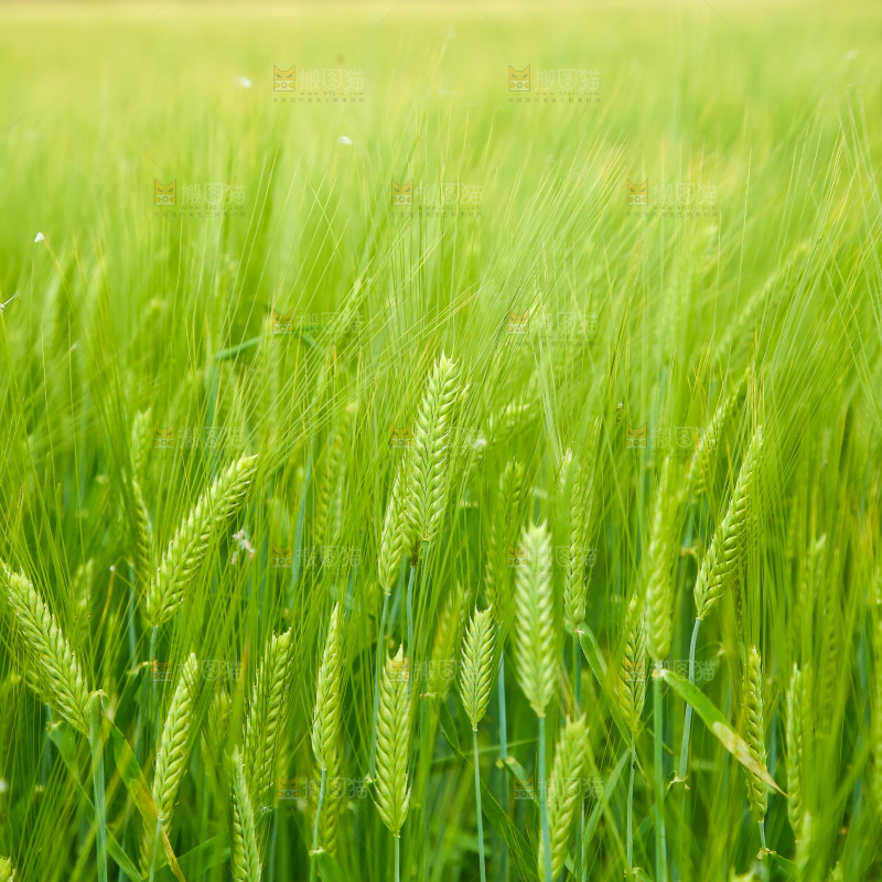 一片麦田