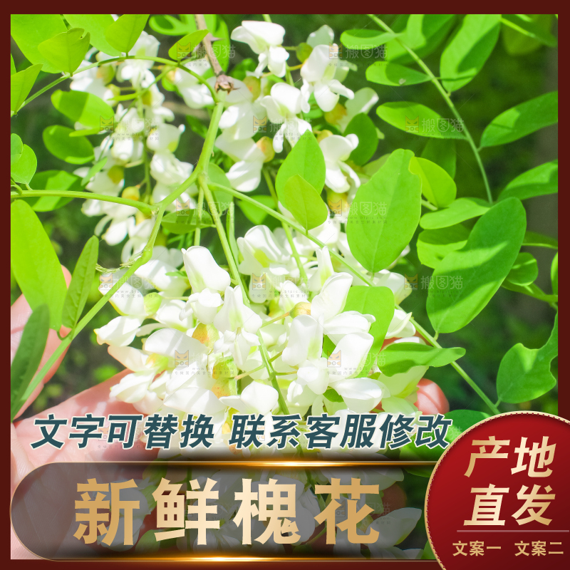 槐树槐花