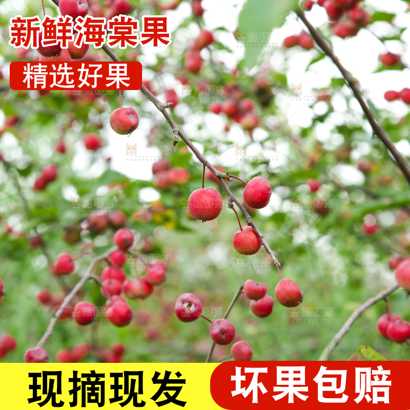 树上挂着海棠果