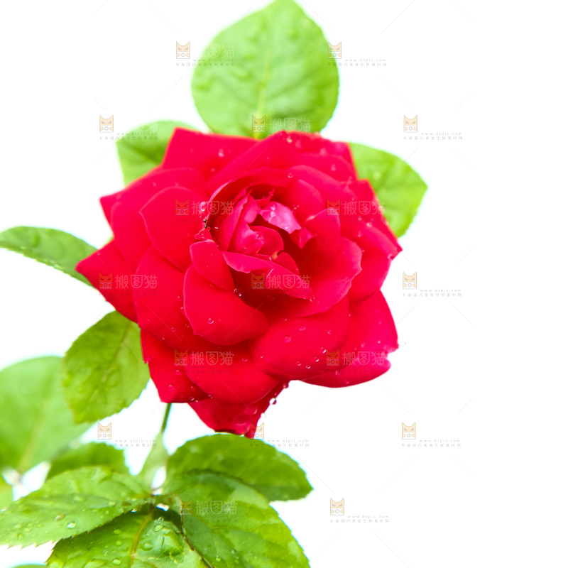 盛开的月季花
