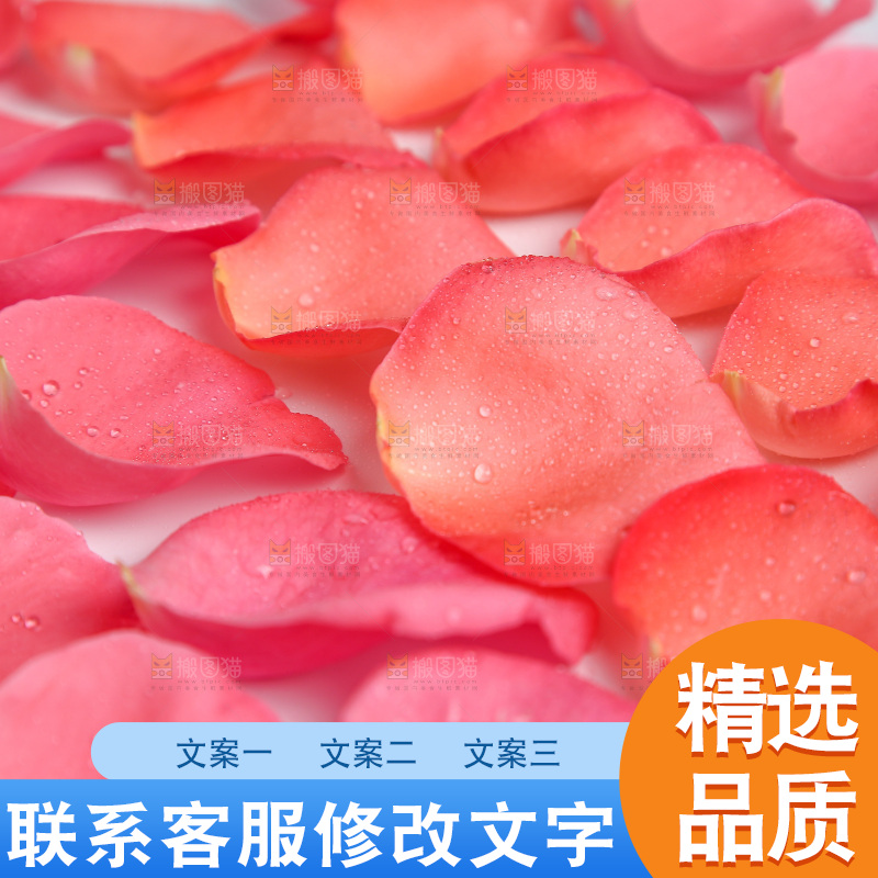 白底上的玫瑰花瓣