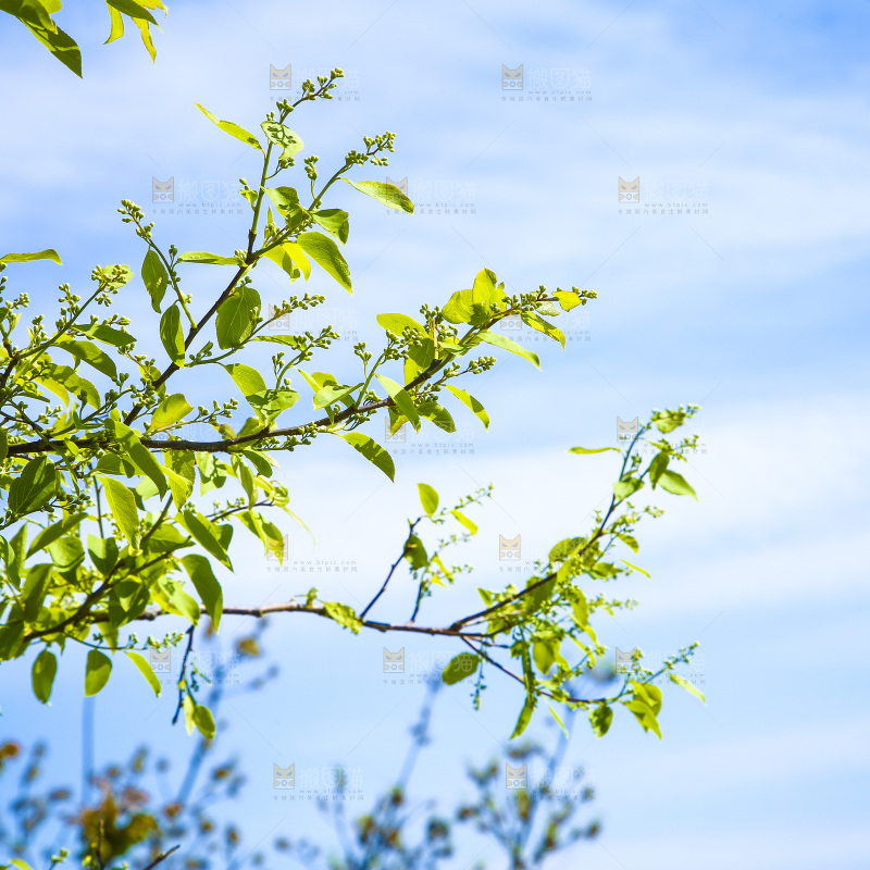 蓝天下的树枝