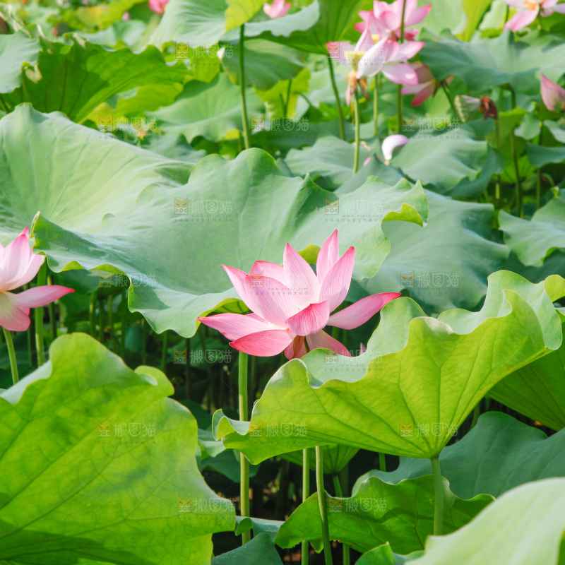池塘里的荷花