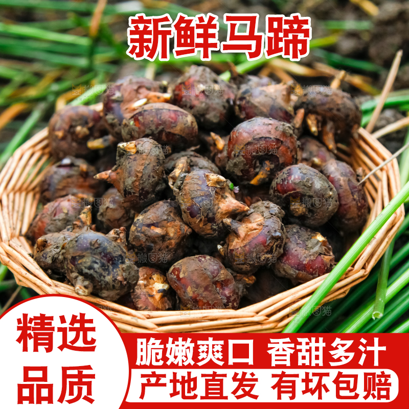 篮子里装着刚挖的马蹄