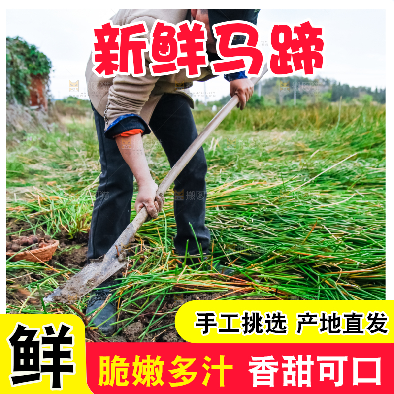 农民正在挖马蹄