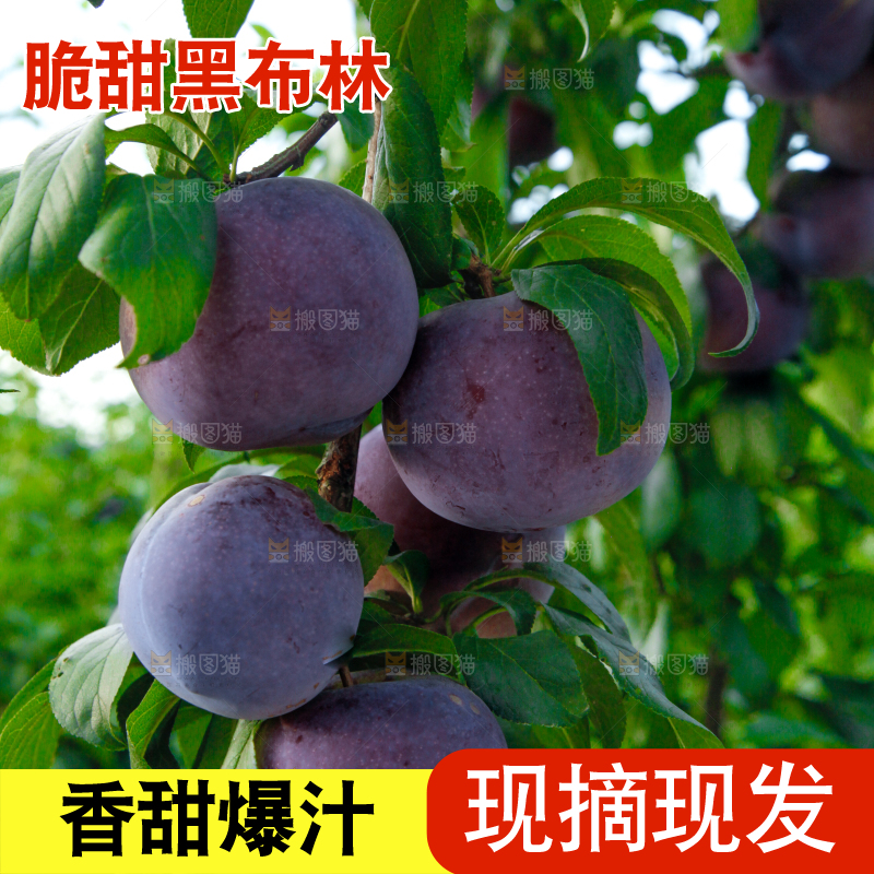 树上挂着黑布李