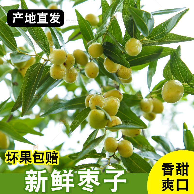 树上的枣子