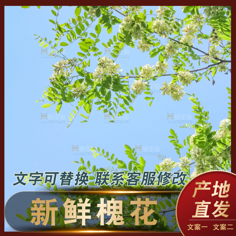 槐树槐花