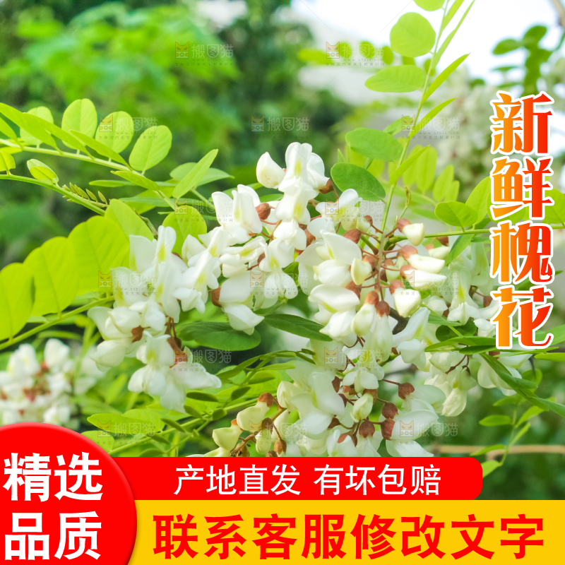 槐树槐花