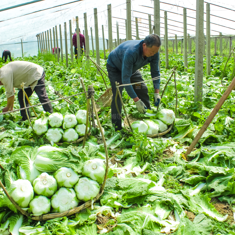 农民正在摘白菜