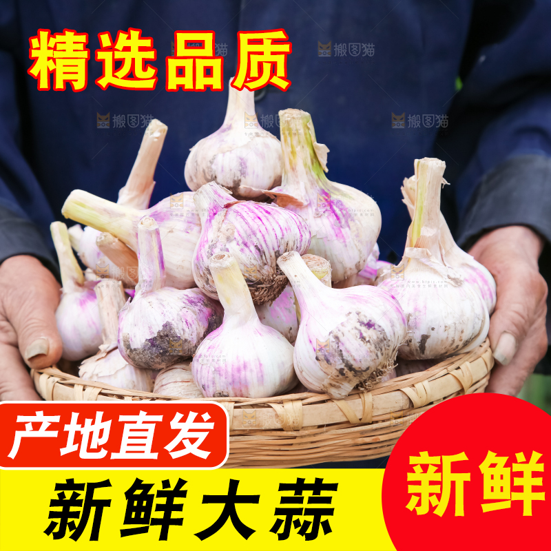 农民正在收大蒜