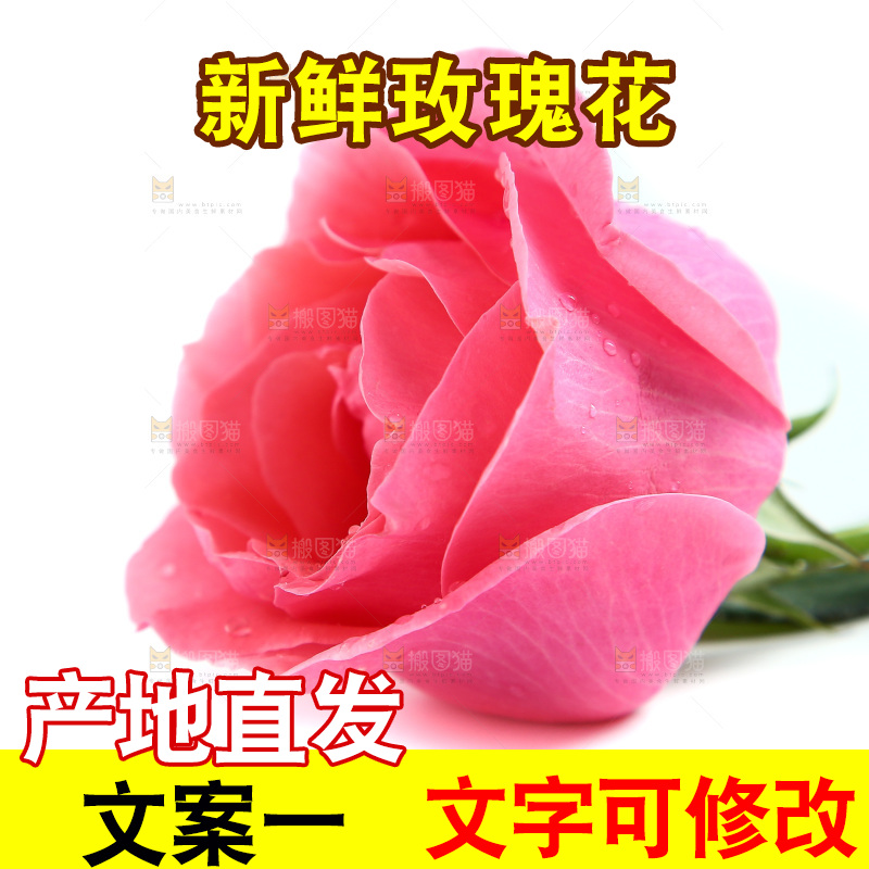 浅底上的玫瑰花