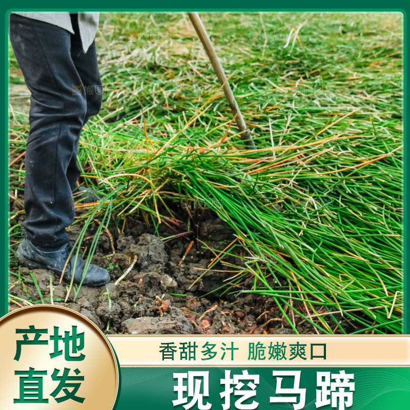 农民正在挖马蹄