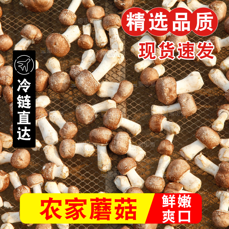 篮子里的小蘑菇
