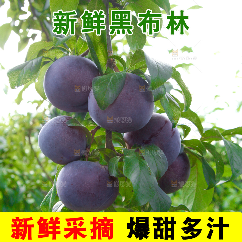 树上挂着黑布李