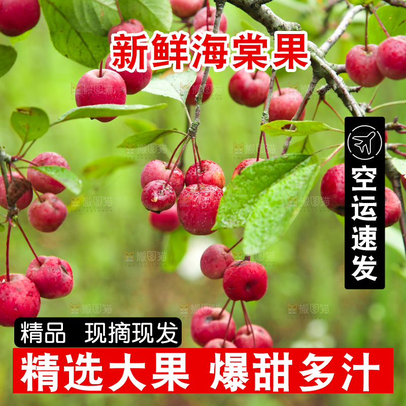 树上挂着海棠果