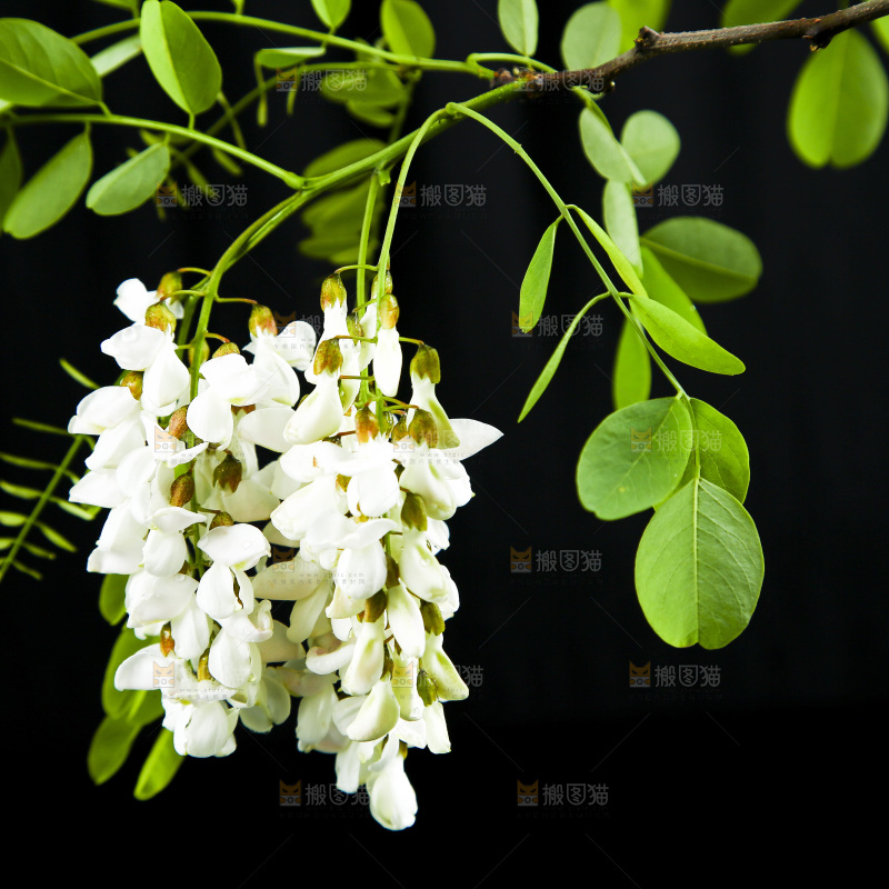 黑底上的槐树花