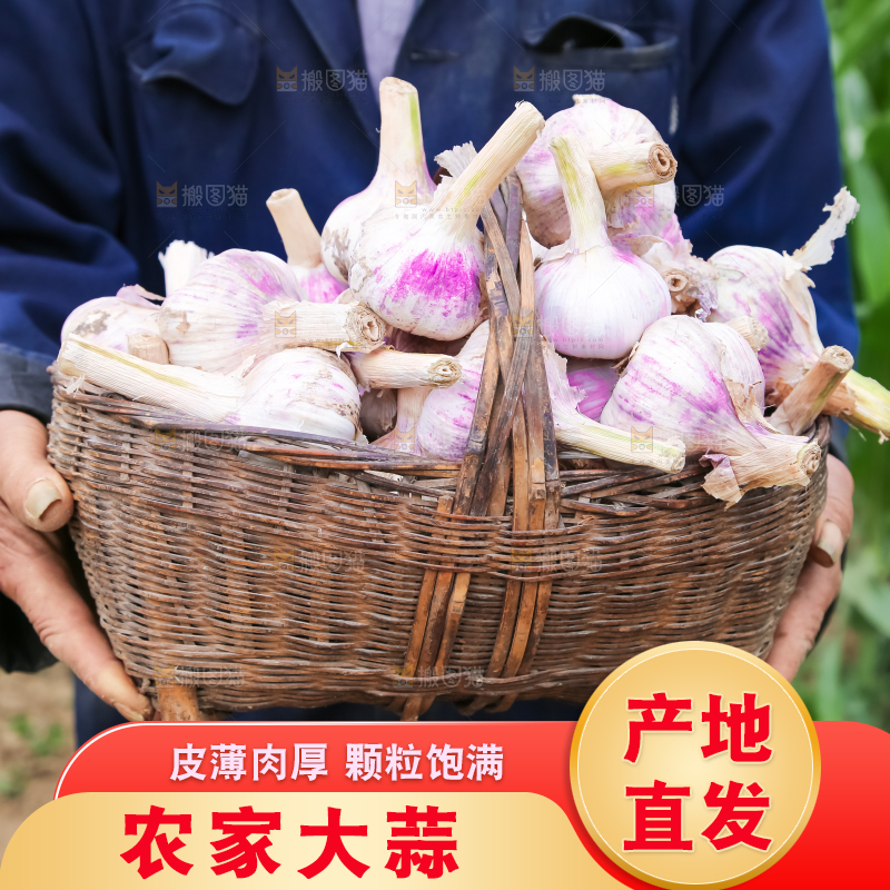 农民正在收大蒜