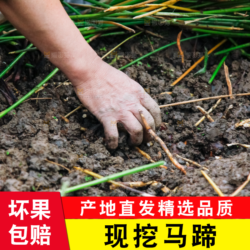 农民正在挖马蹄