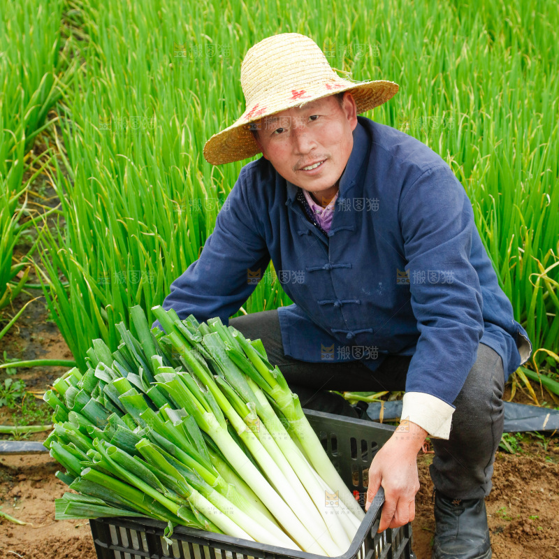 农民手里拿着大葱