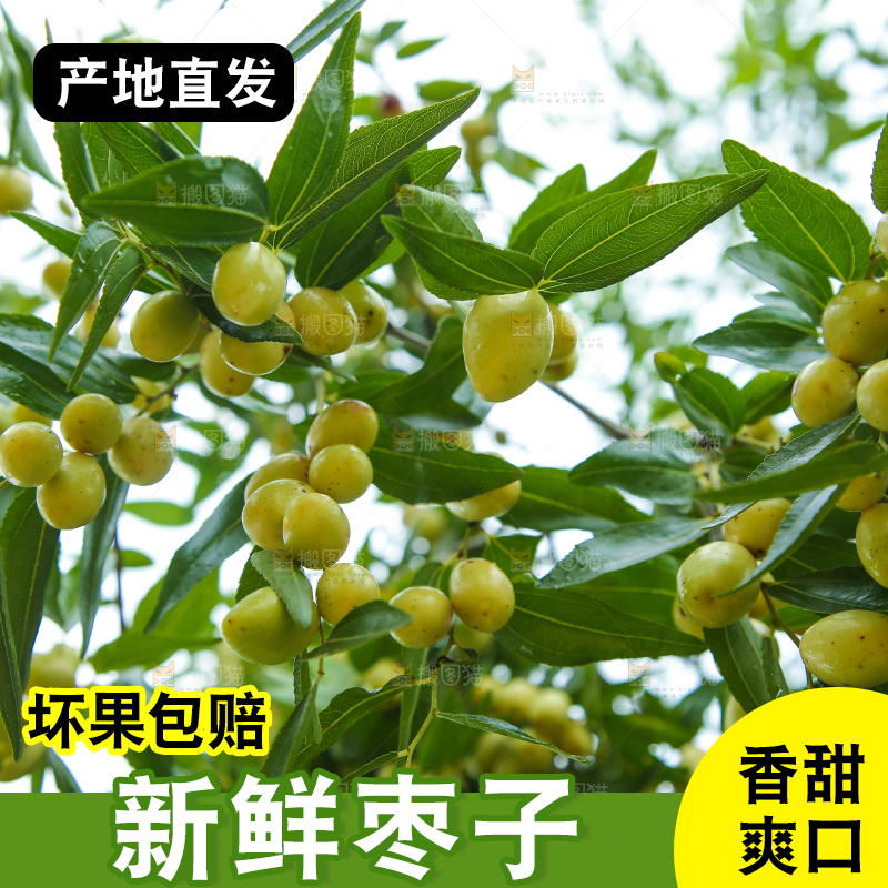 树上的枣子