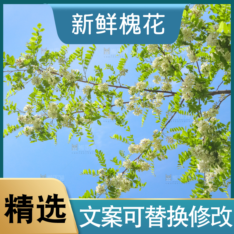 槐树槐花