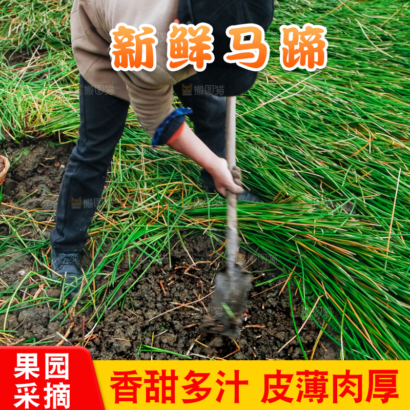 农民正在挖马蹄