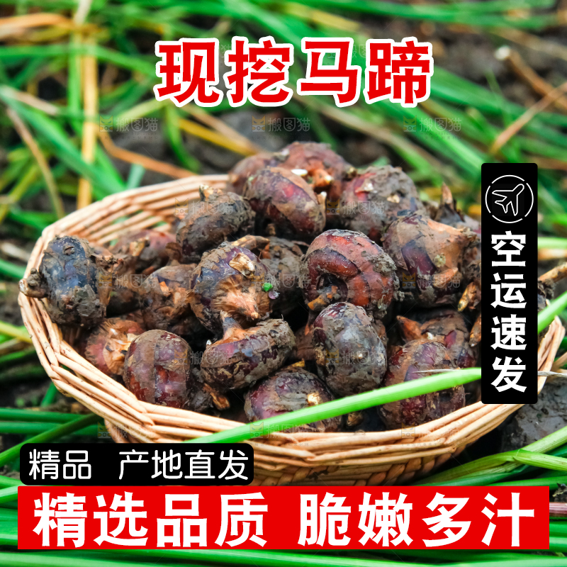 篮子里装着刚挖的马蹄