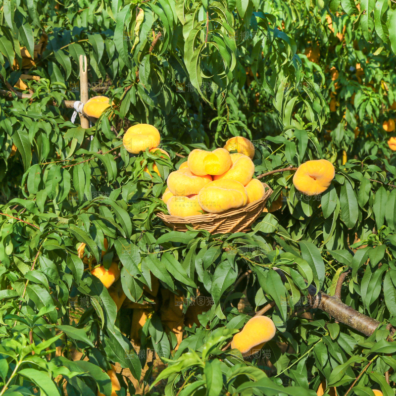 树上的蟠桃