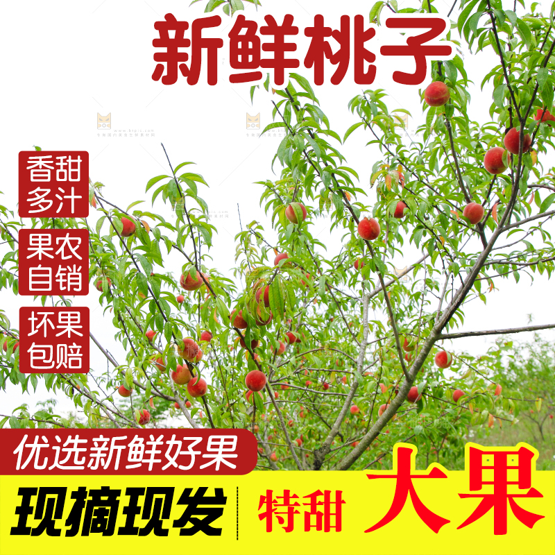 树上挂着桃子