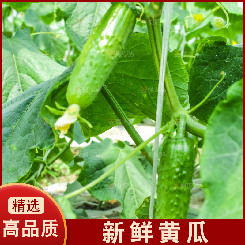藤子上的小黄瓜