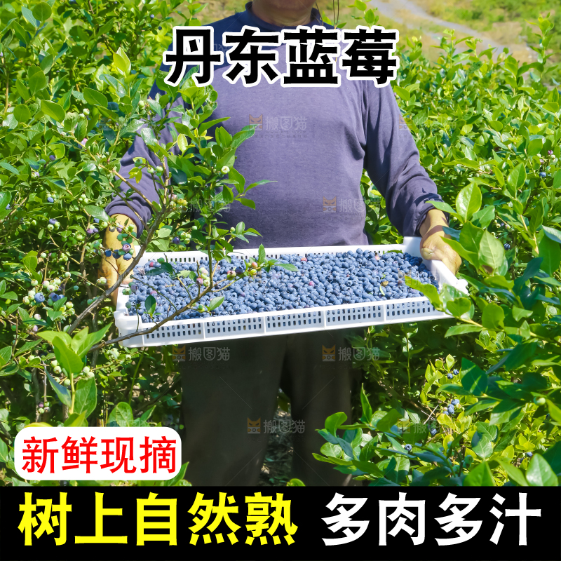 农民正在采摘蓝莓