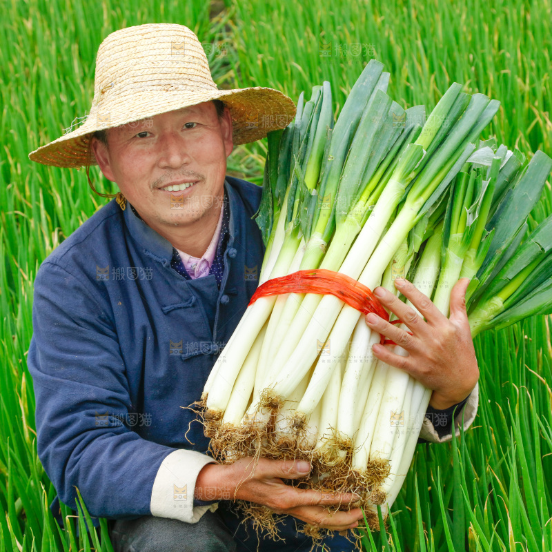 农民手里拿着大葱