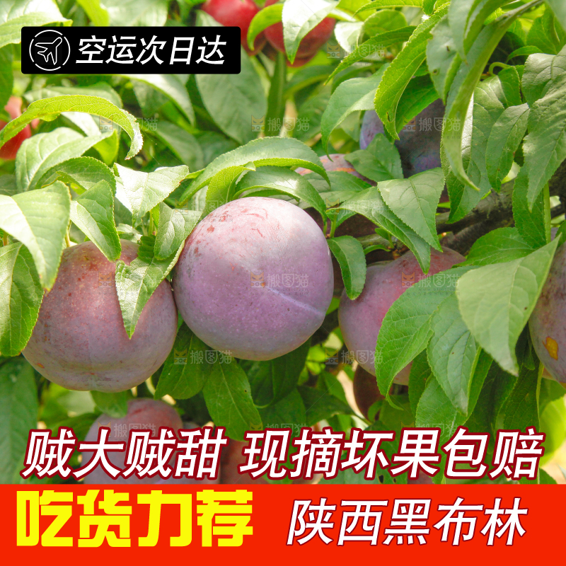 树上挂着黑布李