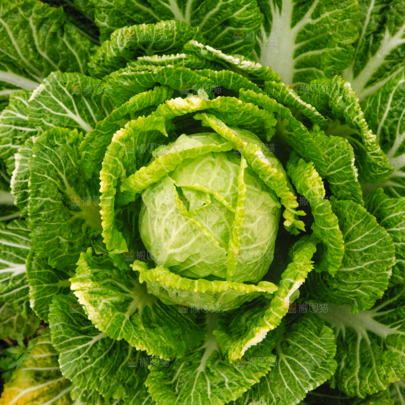 地里长着白菜