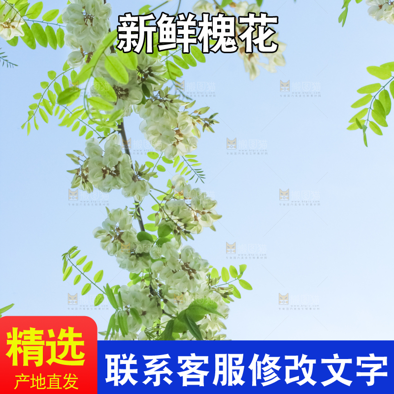 槐树槐花