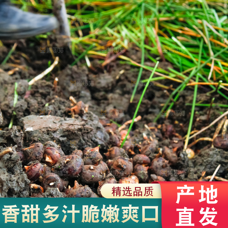农民正在挖马蹄