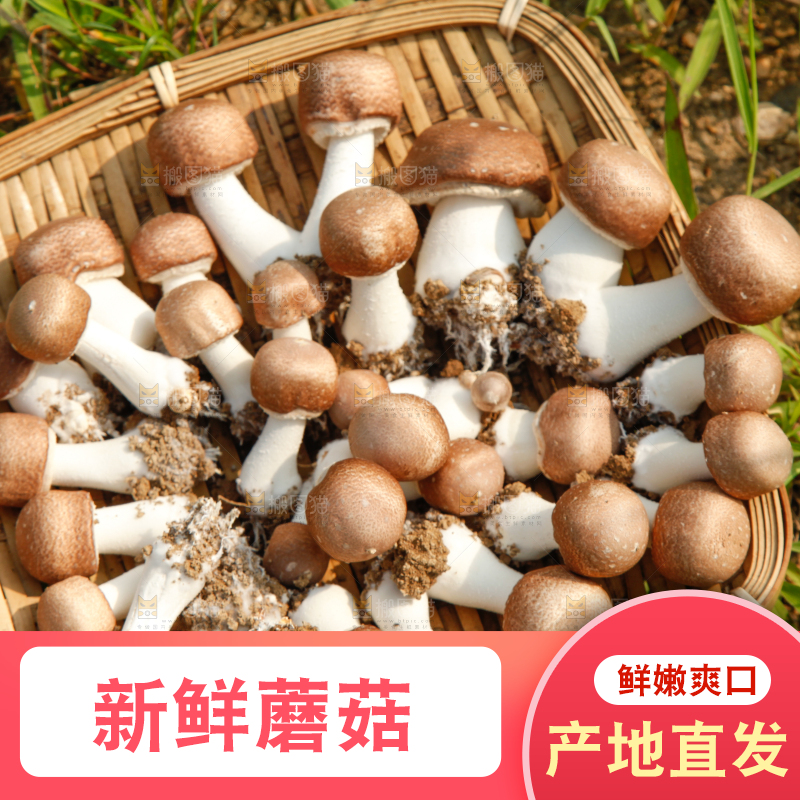 篮子里装着香菇