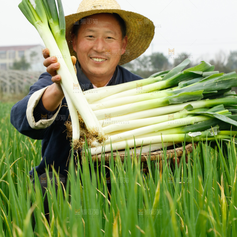 农民手里拿着大葱