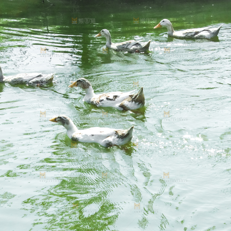 湖边的鸭子