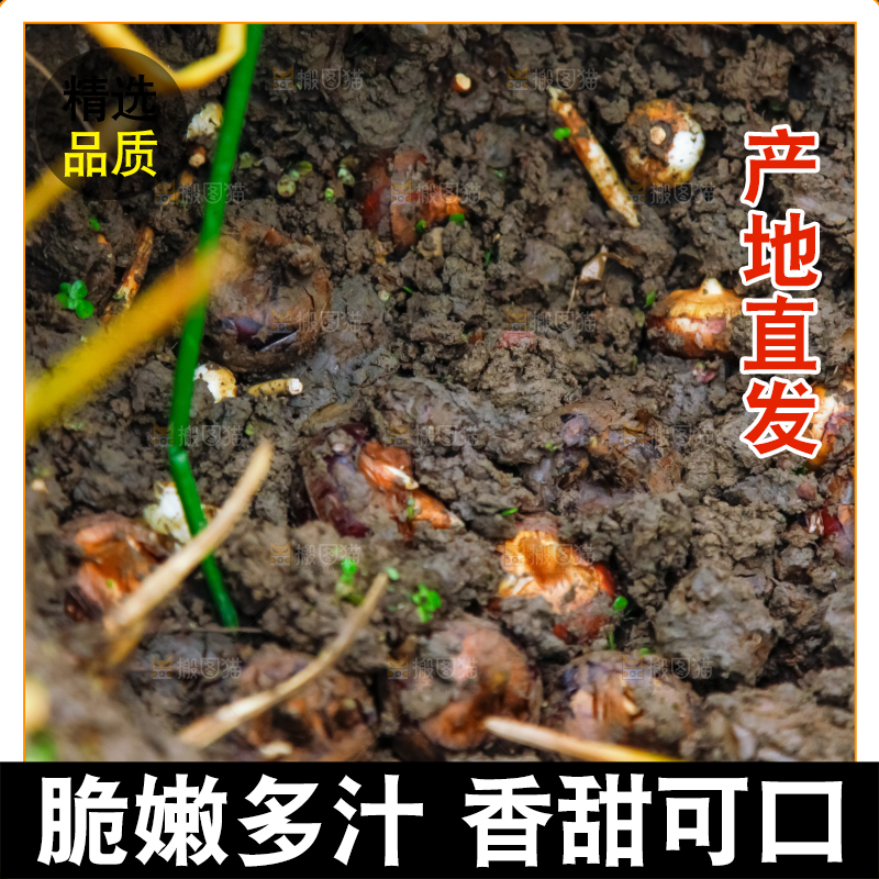户外的马蹄田